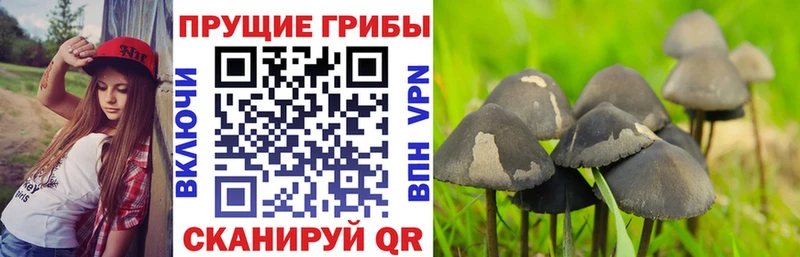 Псилоцибиновые грибы мухоморы Багратионовск
